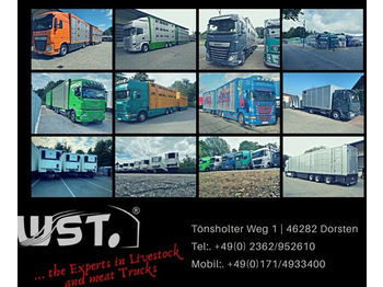 가축 트럭 MAN TGX 26.480 XL Menke   3 Stock Vollalu Hubdach : 사진 1