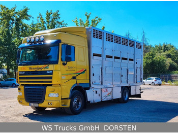 가축 트럭 DAF XF