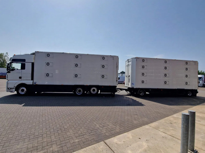 MAN TGX 500 6x2 - 3 deck Cuppers + 4 deck Cuppers 2019 trailer - Water & Ventilation - Night clima - - 가축 트럭 : 사진 4 MAN TGX 500 6x2 - 3 deck Cuppers + 4 deck Cuppers 2019 trailer - Water & Ventilation - Night clima - - 가축 트럭 : 사진 4