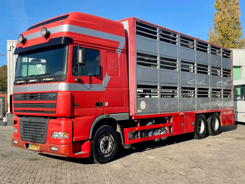 DAF XF 95.430 BERDEX 3 decks. Water, fans, Scales! Excellent condition. - 가축 트럭 : 사진 2 DAF XF 95.430 BERDEX 3 decks. Water, fans, Scales! Excellent condition. - 가축 트럭 : 사진 2