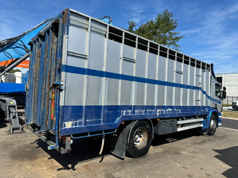 Scania P310 4x2 LIVESTOCK / VEEWAGEN / TIERTRANSPORT / BETAILLERE - ALU BOX 7m - MANUAL - A/C - BELGIAN TRUCK - 가축 트럭 : 사진 5 Scania P310 4x2 LIVESTOCK / VEEWAGEN / TIERTRANSPORT / BETAILLERE - ALU BOX 7m - MANUAL - A/C - BELGIAN TRUCK - 가축 트럭 : 사진 5