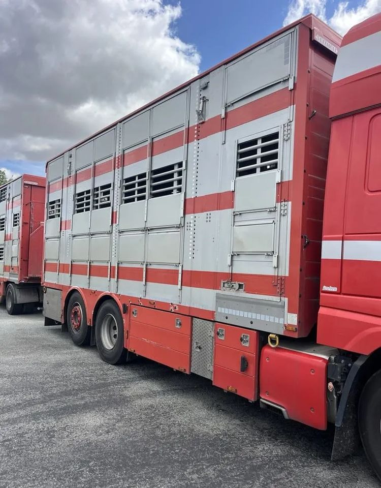 DAF XF 460 + Przyczepa Pezzaoli - 3X Trzoda, 2 X Bydło I 3 poziomy I Podnoszony dach I Hydroburta I Osie Skrętne I Poidła I Wentylatory I Pilot Manualny | Euro5 - 가축 트럭 : 사진 5 DAF XF 460 + Przyczepa Pezzaoli - 3X Trzoda, 2 X Bydło I 3 poziomy I Podnoszony dach I Hydroburta I Osie Skrętne I Poidła I Wentylatory I Pilot Manualny | Euro5 - 가축 트럭 : 사진 5