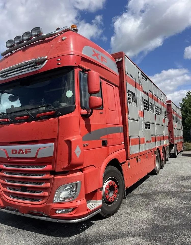 DAF XF 460 + Przyczepa Pezzaoli - 3X Trzoda, 2 X Bydło I 3 poziomy I Podnoszony dach I Hydroburta I Osie Skrętne I Poidła I Wentylatory I Pilot Manualny | Euro5 - 가축 트럭 : 사진 2 DAF XF 460 + Przyczepa Pezzaoli - 3X Trzoda, 2 X Bydło I 3 poziomy I Podnoszony dach I Hydroburta I Osie Skrętne I Poidła I Wentylatory I Pilot Manualny | Euro5 - 가축 트럭 : 사진 2