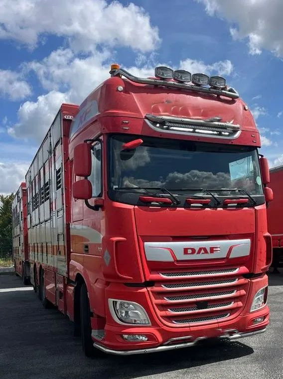 DAF XF 530 + Przyczepa Pezzaoli - 3X Trzoda, 2 X Bydło I 3 poziomy I Podnoszony dach I Hydroburta I Osie Skrętne I Poidła I Wentylatory I Pilot Manualny | - 가축 트럭 : 사진 1 DAF XF 530 + Przyczepa Pezzaoli - 3X Trzoda, 2 X Bydło I 3 poziomy I Podnoszony dach I Hydroburta I Osie Skrętne I Poidła I Wentylatory I Pilot Manualny | - 가축 트럭 : 사진 1