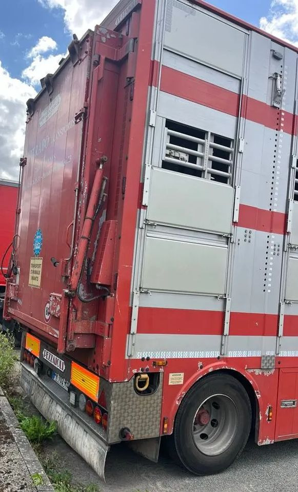 DAF XF 530 + Przyczepa Pezzaoli - 3X Trzoda, 2 X Bydło I 3 poziomy I Podnoszony dach I Hydroburta I Osie Skrętne I Poidła I Wentylatory I Pilot Manualny | - 가축 트럭 : 사진 5 DAF XF 530 + Przyczepa Pezzaoli - 3X Trzoda, 2 X Bydło I 3 poziomy I Podnoszony dach I Hydroburta I Osie Skrętne I Poidła I Wentylatory I Pilot Manualny | - 가축 트럭 : 사진 5