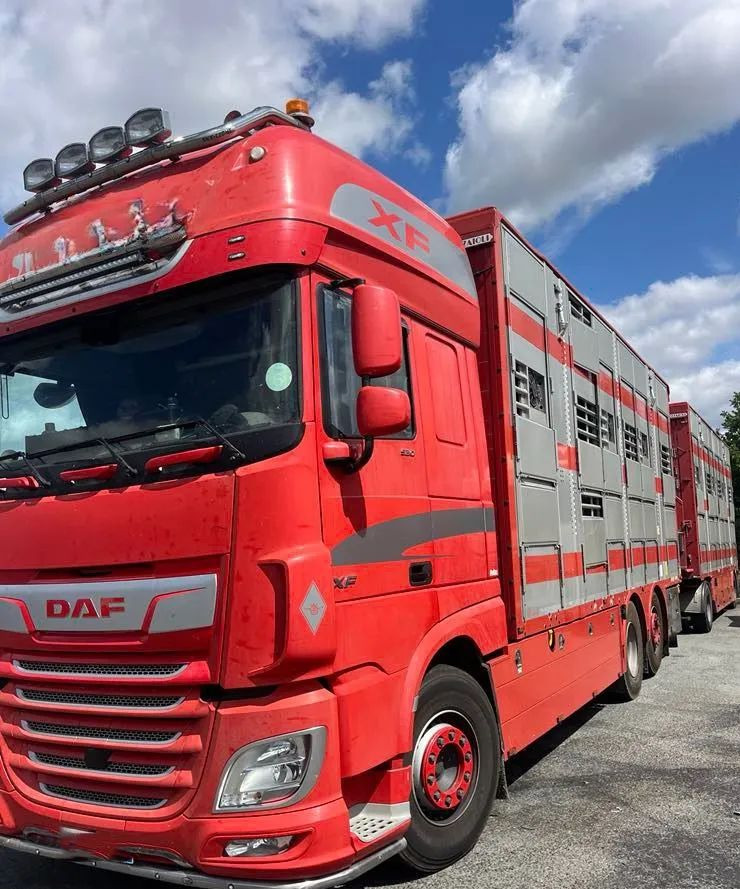 DAF XF 530 + Przyczepa Pezzaoli - 3X Trzoda, 2 X Bydło I 3 poziomy I Podnoszony dach I Hydroburta I Osie Skrętne I Poidła I Wentylatory I Pilot Manualny | - 가축 트럭 : 사진 2 DAF XF 530 + Przyczepa Pezzaoli - 3X Trzoda, 2 X Bydło I 3 poziomy I Podnoszony dach I Hydroburta I Osie Skrętne I Poidła I Wentylatory I Pilot Manualny | - 가축 트럭 : 사진 2