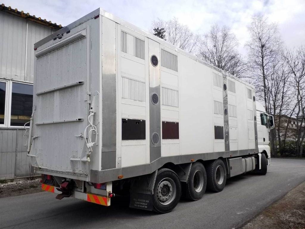 MAN TGX 35.540 8X4 TRIDEM ANIMAL - 가축 트럭 : 사진 3 MAN TGX 35.540 8X4 TRIDEM ANIMAL - 가축 트럭 : 사진 3